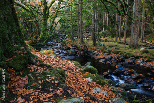 A river stream flowing through Killarney national park autumn forest 