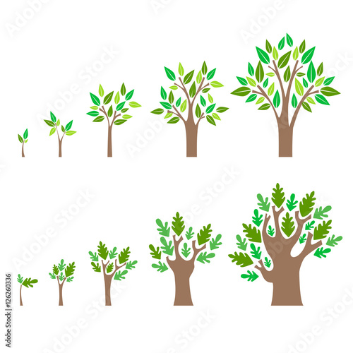 Stage Growth of a Tree Set. Vector
