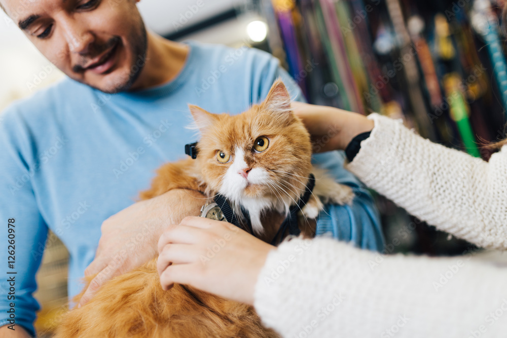 Φωτογραφία Young man and woman taking their Persian cat to the pet shop
