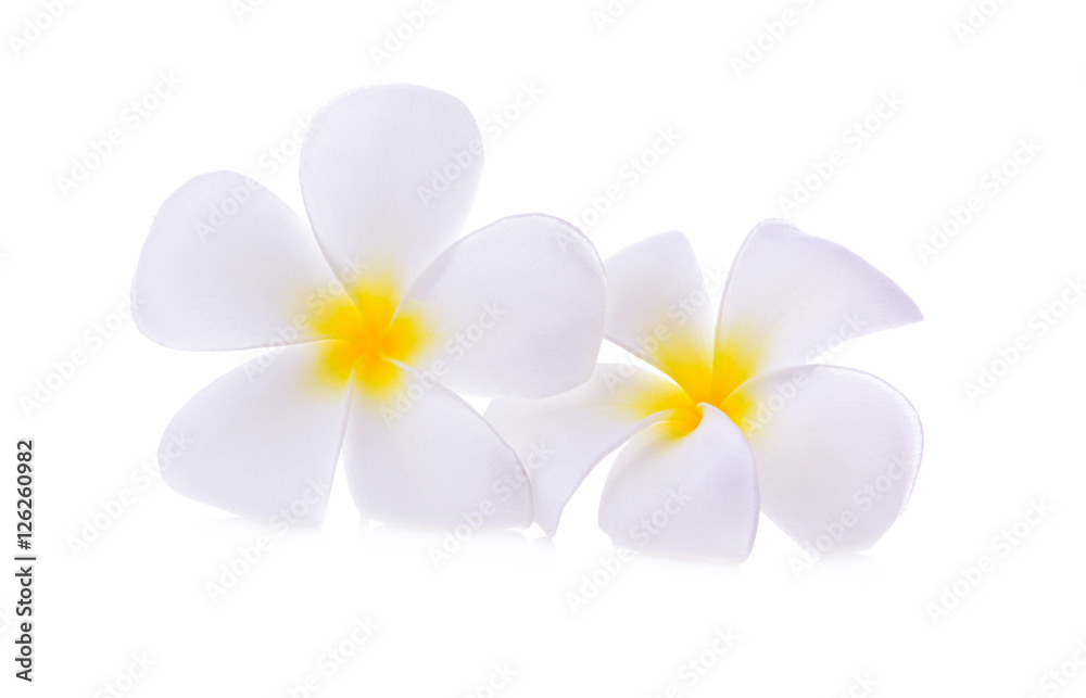 White plumeria rubra flower
