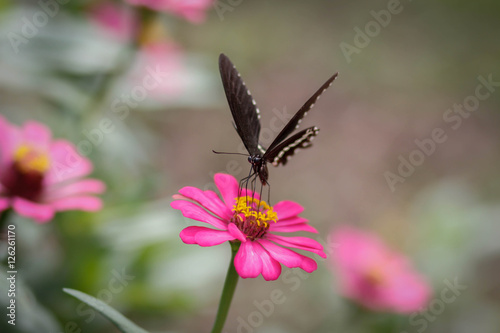 closeup butterfly on flower © Chatsikan