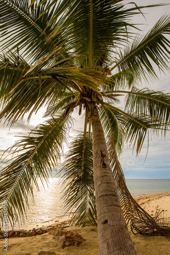 Coconuts palm tree on the sand beach in sunset  close up