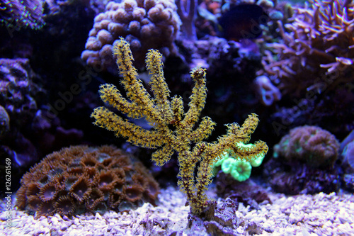 Yellow Polyp Gorgonian Coral