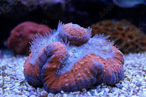 Lobophyllia LPS coral