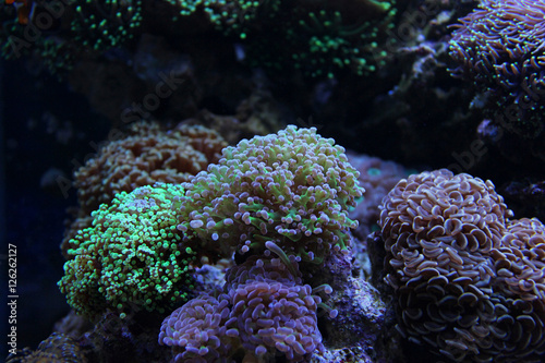 Green Euphyllia LPS Frogspawn Coral