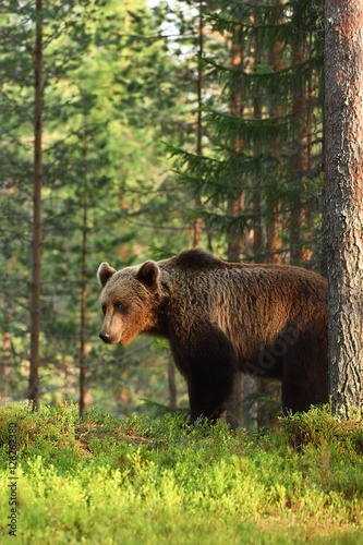 brown bear (ursus arctos). male brown bear. © Erik Mandre