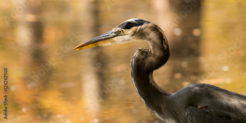 a great blue heron in a South Carolina swamp during fall