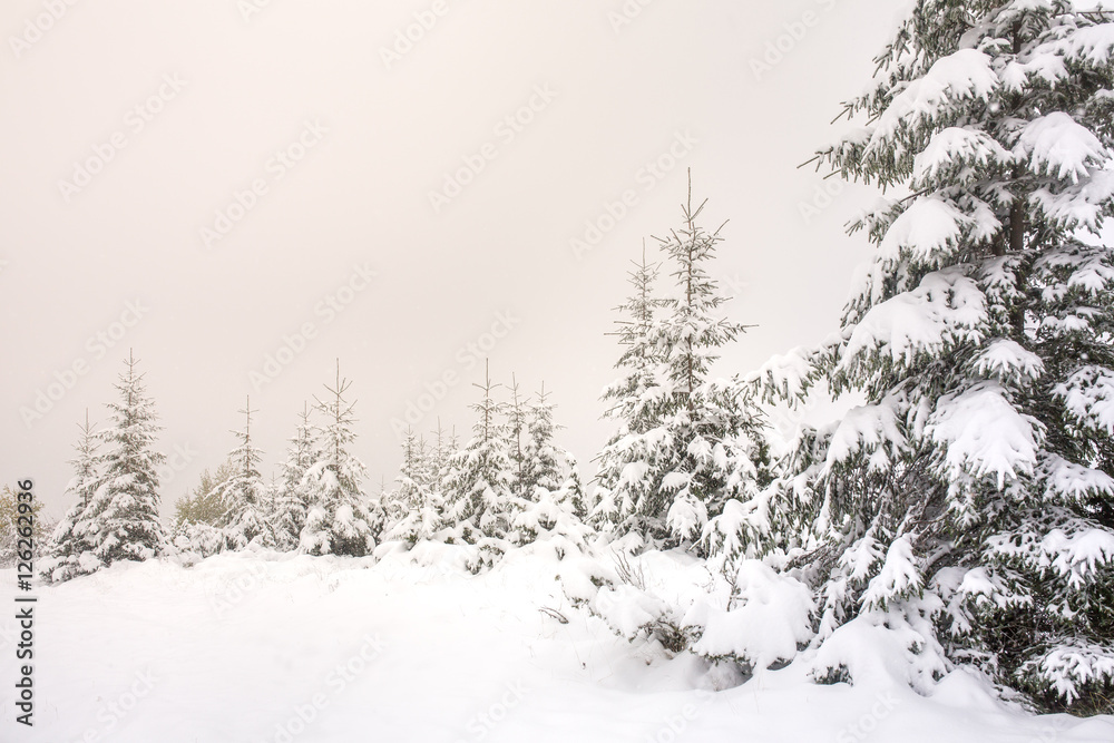 Fototapeta premium Beautiful winter landscape with snow covered trees