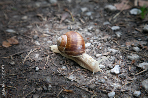 Snail in the forest moving on the ground