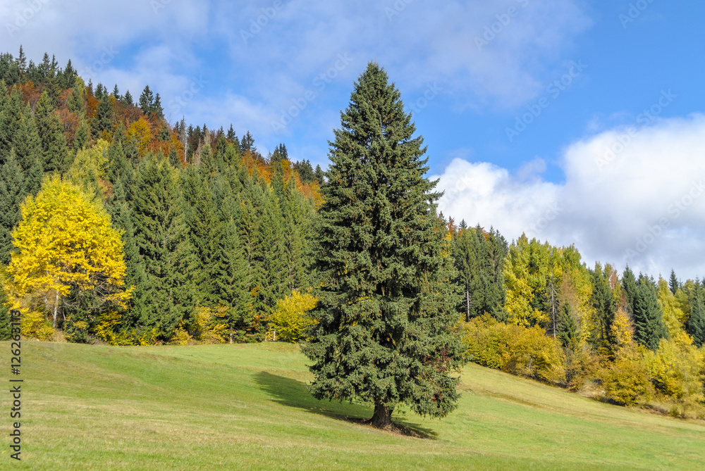 Obraz premium Single spruce tree in the field in the fall. Forest in the background.