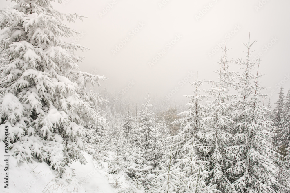 Beautiful winter landscape with snow covered trees Beautiful winter landscape with snow covered trees