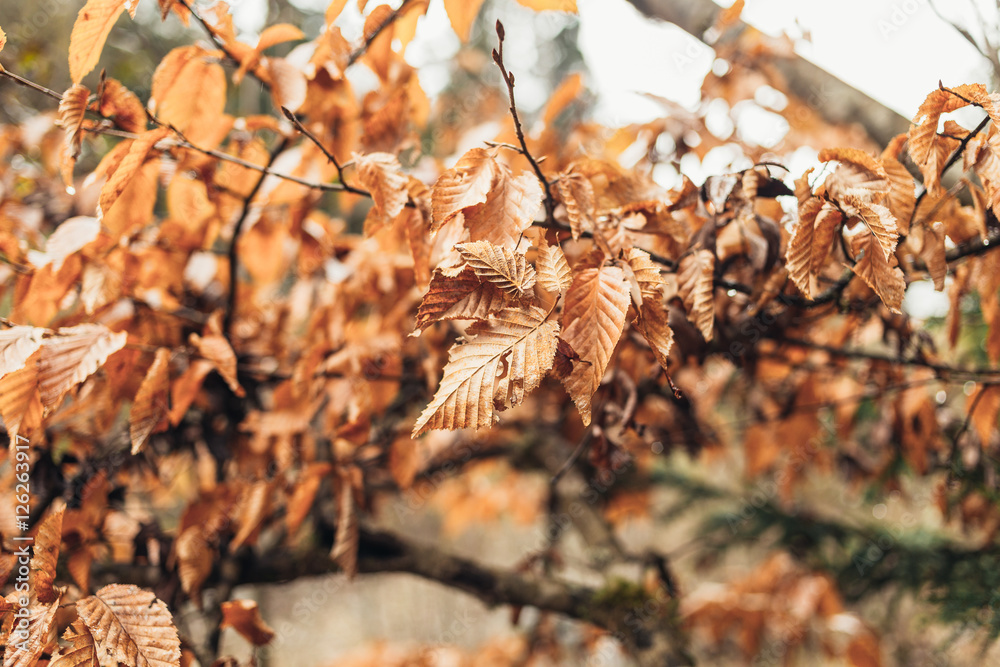 Autumn leaves, autumn natural texture Autumn leaves, autumn natural texture