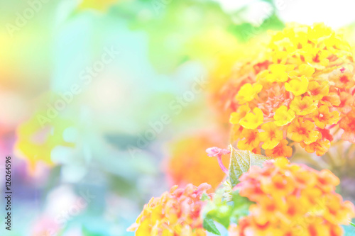 abstract flower style , Lantana flower of colorful background