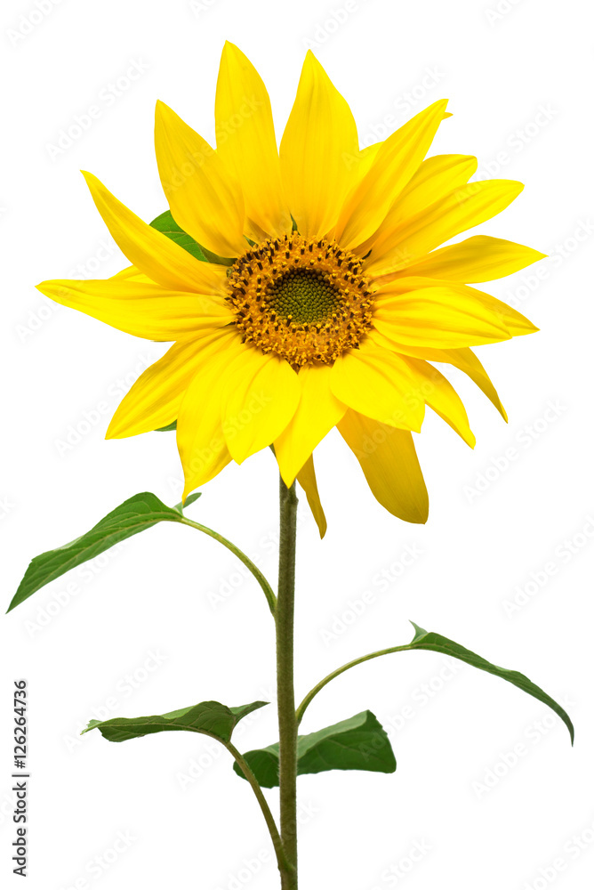 Naklejka premium Flower of sunflower isolated on white background.