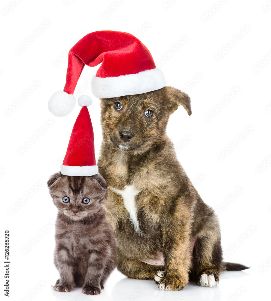 crossbreed puppy and small kitten in red santa hats sitting together. isolated on white crossbreed puppy and small kitten in red santa hats sitting together. isolated on white