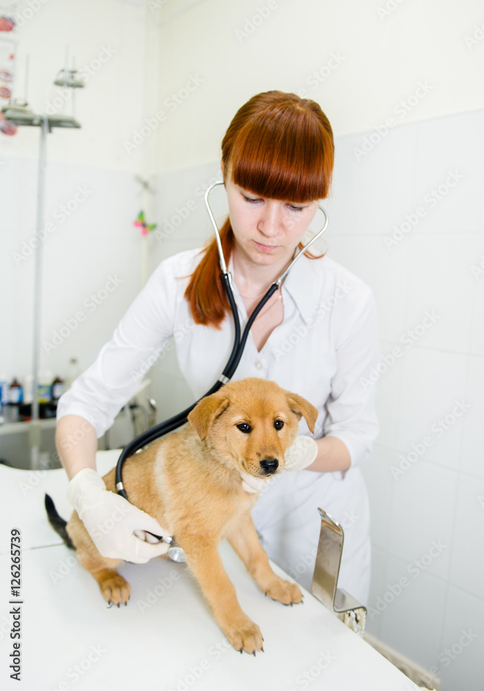 Female veterinarian examining a puppy dog Female veterinarian examining a puppy dog