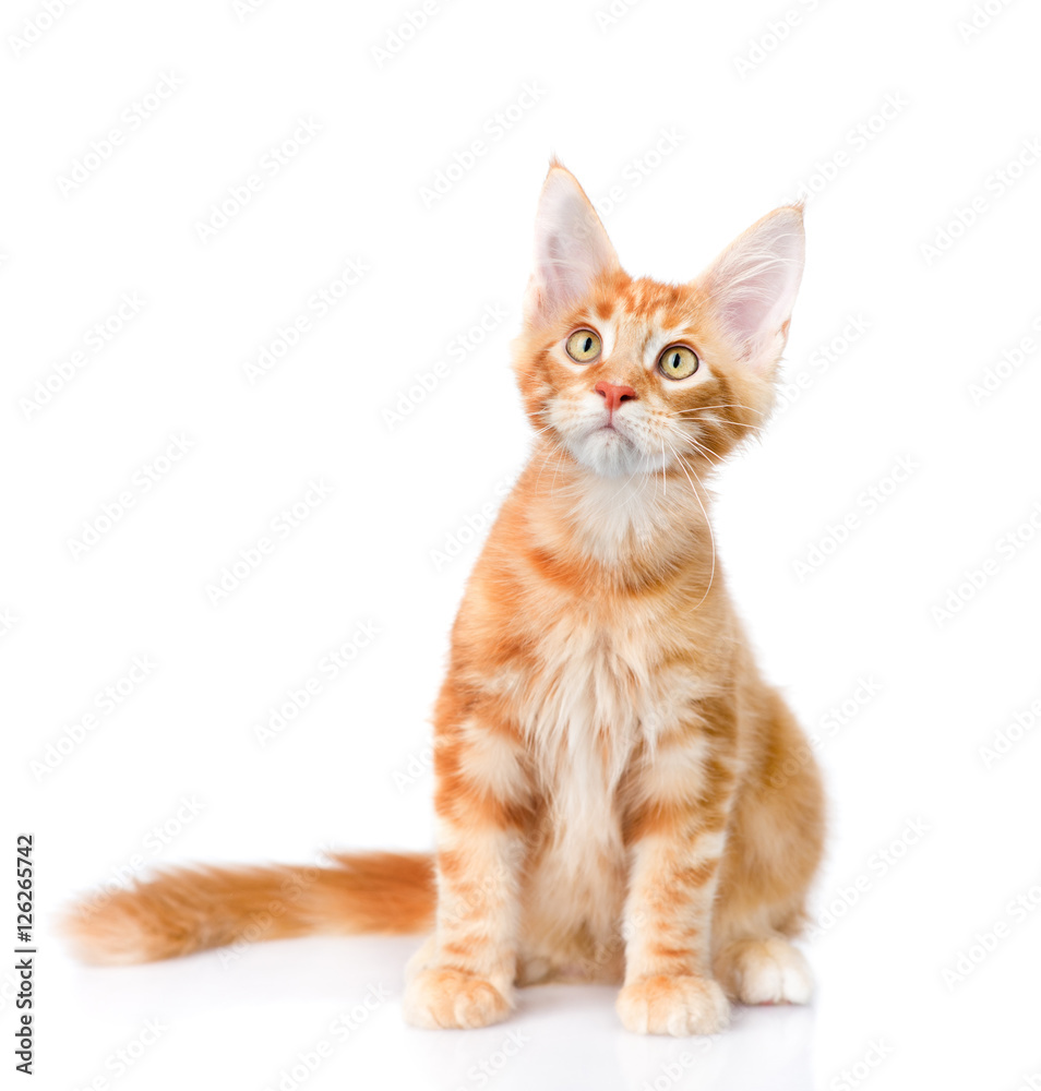 red maine coon cat sitting in front view. isolated on white red maine coon cat sitting in front view. isolated on white