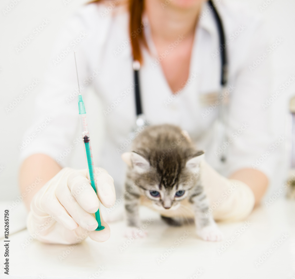 vet with syringe doing vaccination cat vet with syringe doing vaccination cat