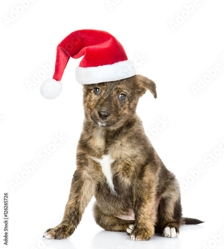 Mixed breed puppy in red christmas hat looking at camera. isolated on white
