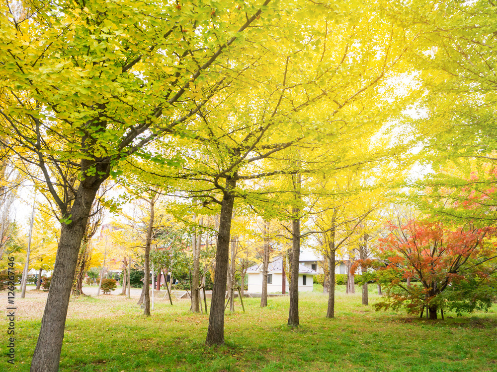 Abstract soft and blur Gingo tree in autumn at Kawaguchiko lake , Japan