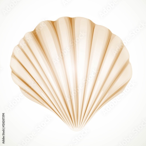Realistic beige gabled seashell isolated on white background