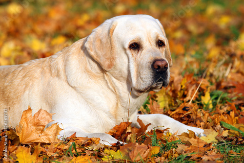 the cute yellow labrador retriever in the park in autumn