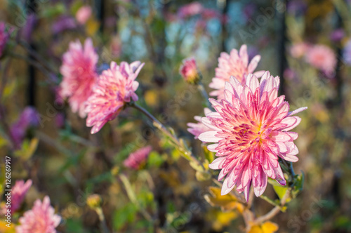 Pink flower the first frost