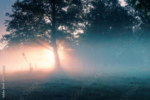 Foggy morning in summer time