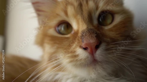 Close up of a funny young cat looking at camera through the tulle photo