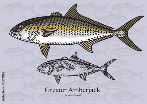 Greater Amberjack. Vector illustration for artwork in small sizes. Suitable for graphic and packaging design, educational examples, web, etc. photo