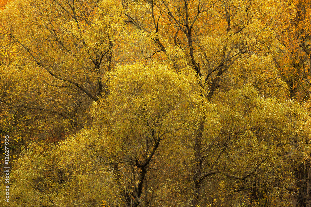 Obraz premium Landscape beautiful autumn nature on the hillside of Kure Mountains in Kastamonu, Turkey