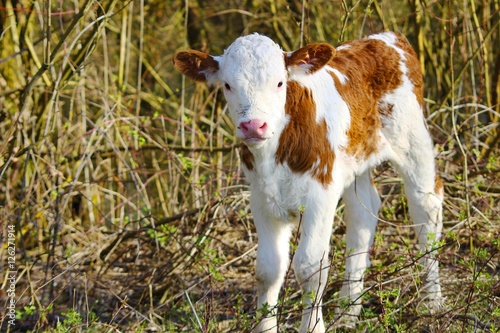 Cute calf in nature