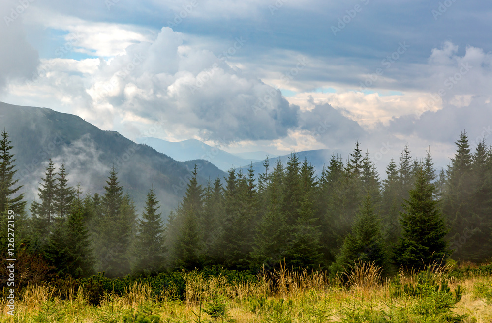 pine forest in morning mist
