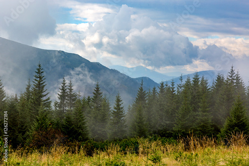 pine forest in foggy mountains