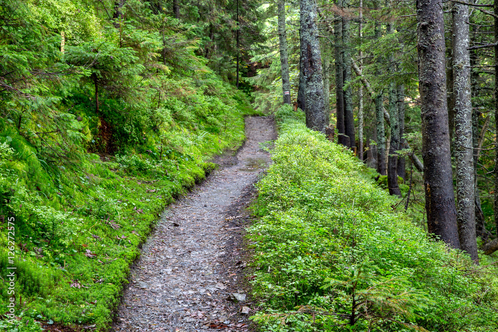 pathway in forest pathway in forest