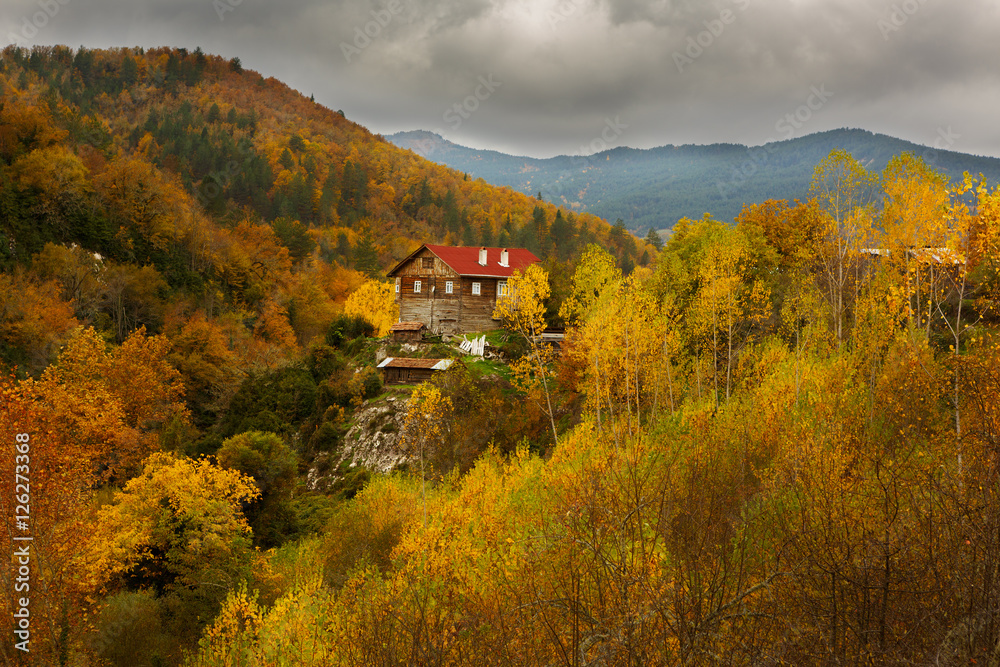 Obraz premium Landscape beautiful autumn nature on the hillside of Kure Mountains in Kastamonu, Turkey