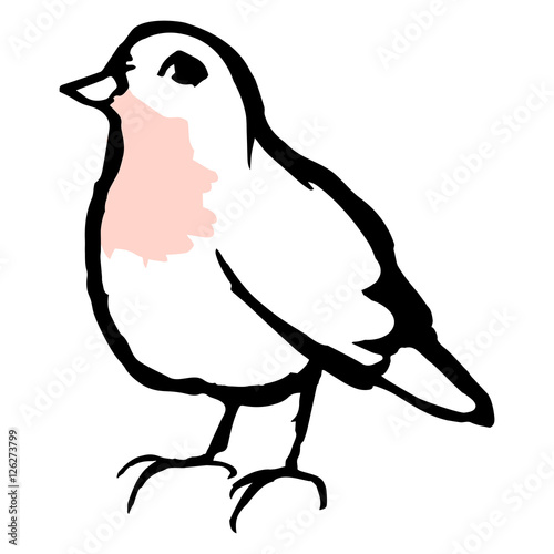 Rotkehlchen Vogel