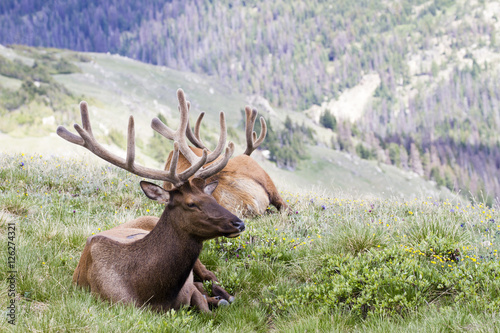 Two Bull Elk Resting