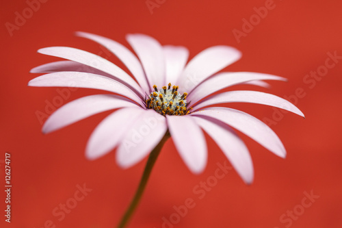 Flower, daisy with color backgroung photo