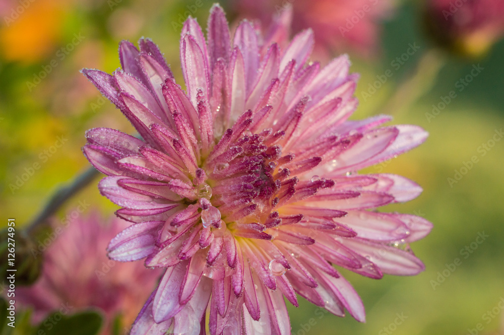 Pink flower the first frost