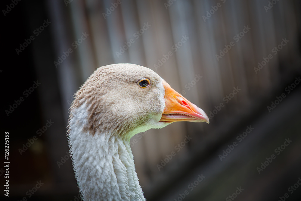 Closeup duck head portrait