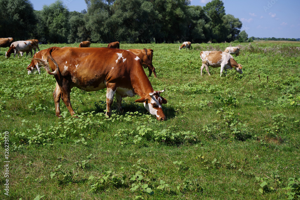 Cows on green meadow. Cows grazing on pasture. Domestic cattle