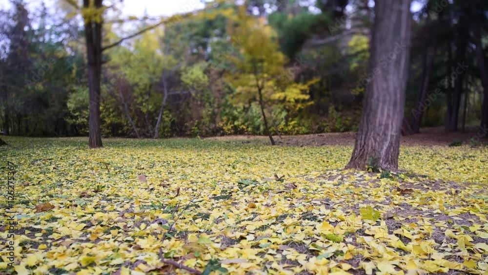 Yellow tree with leaves and wind Yellow tree with leaves and wind