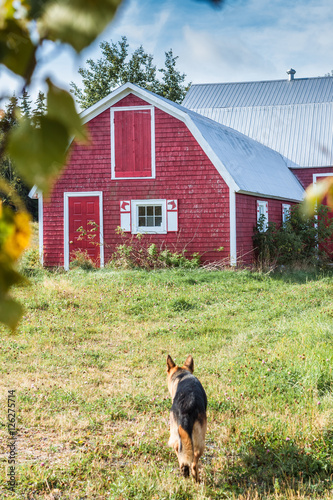 Dog approaches tradional Canadian red barn