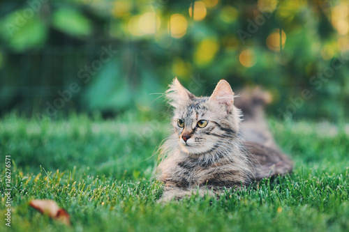 Пушистая серая кошка лежит в траве 
