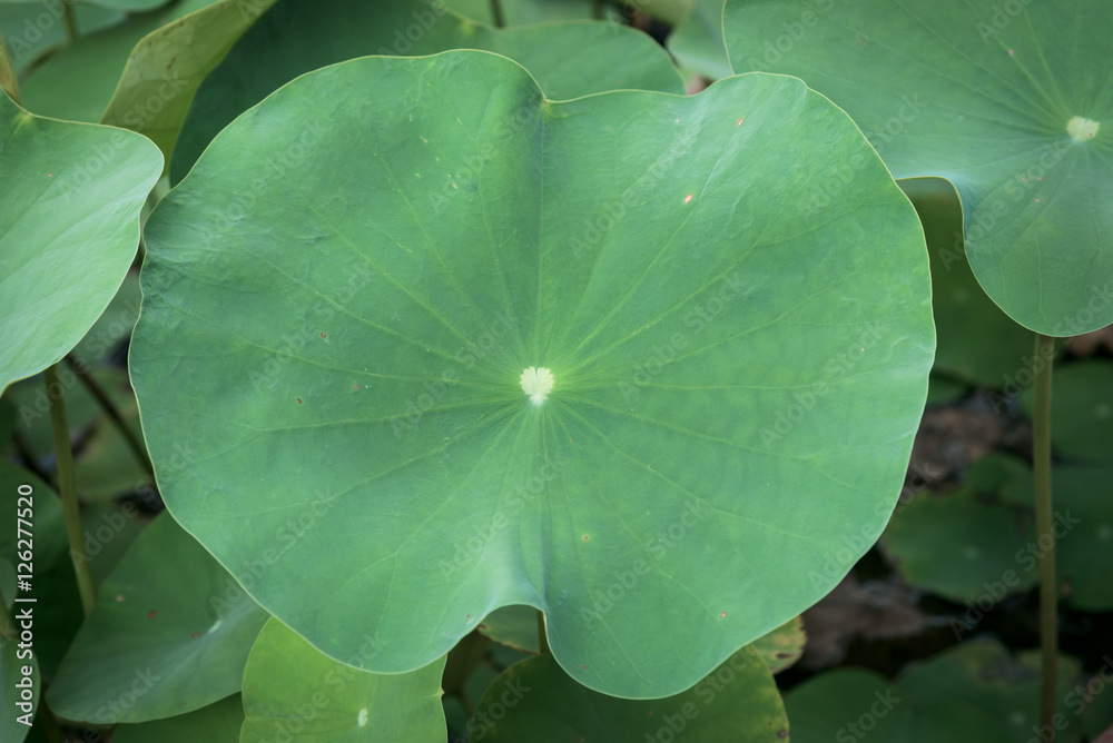 lotus leaf with selected focus in shade area lotus leaf with selected focus in shade area