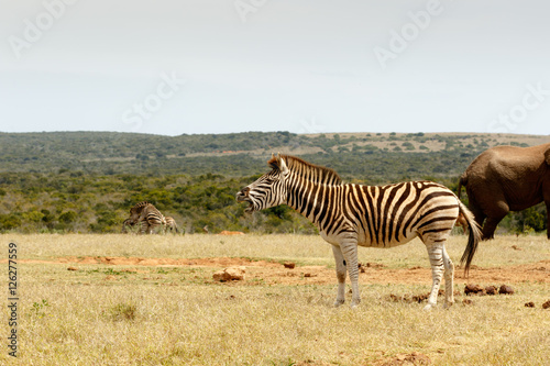 Burchell's Zebra standing and choking