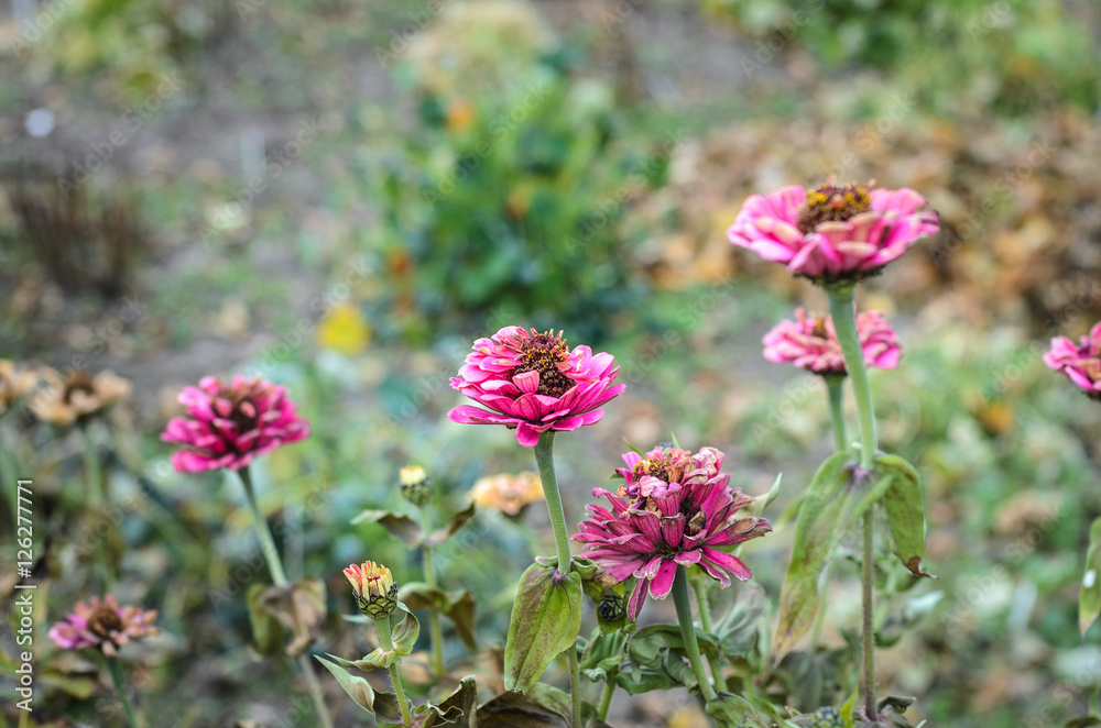 Pink zinnias on grass background Pink zinnias on grass background
