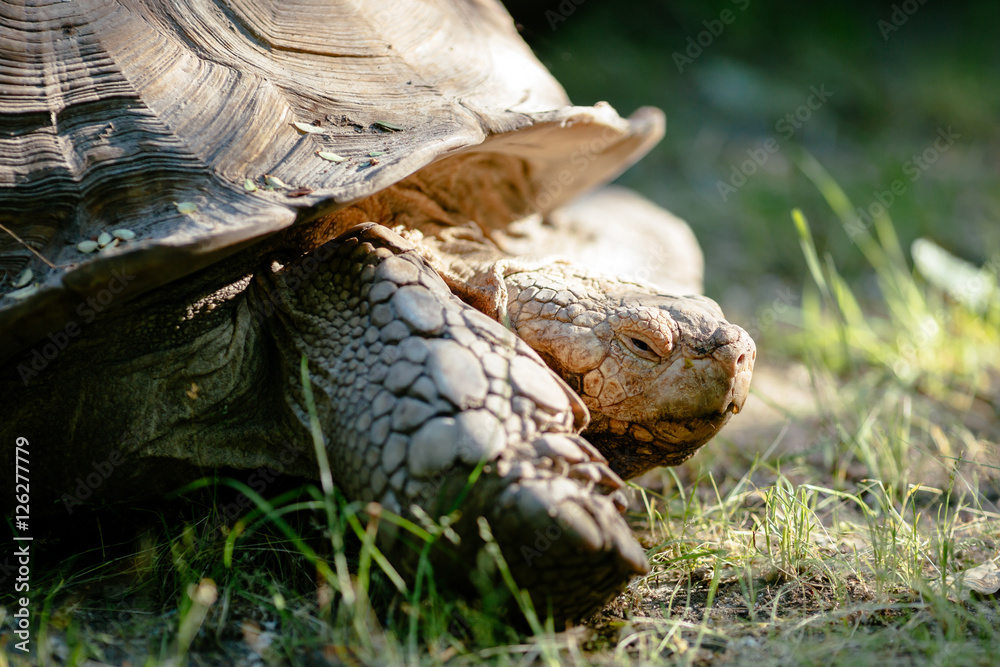 Naklejka premium Turtle outdoors