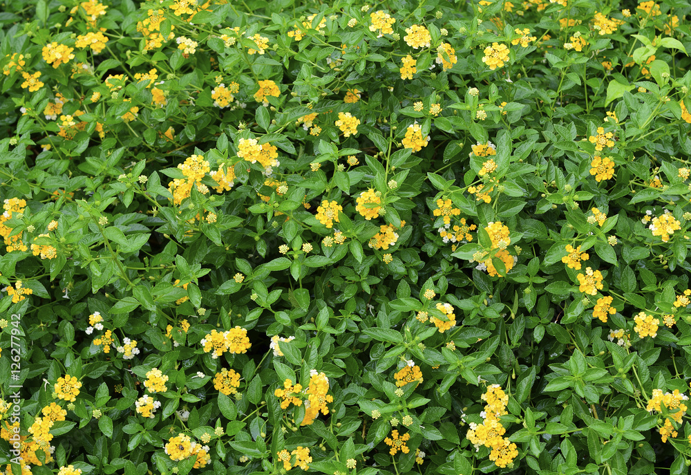 Yellow Lantana Flowers background